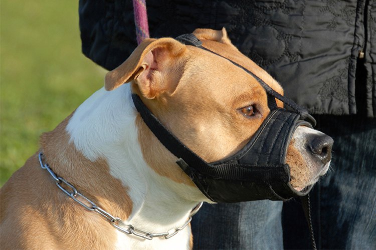 Dog Muzzles: When, Why, and How to Correctly Use Them – American
