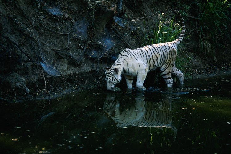 Acerca Del Tigre Blanco