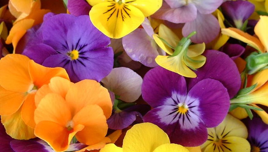 chamomile: morguefile chamomile: morguefile