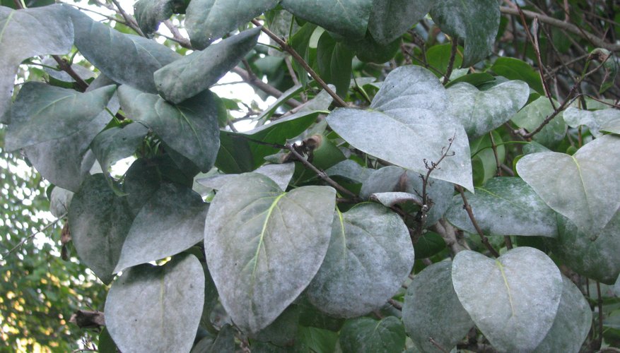 Healthy lilac flower. Healthy lilac flower.