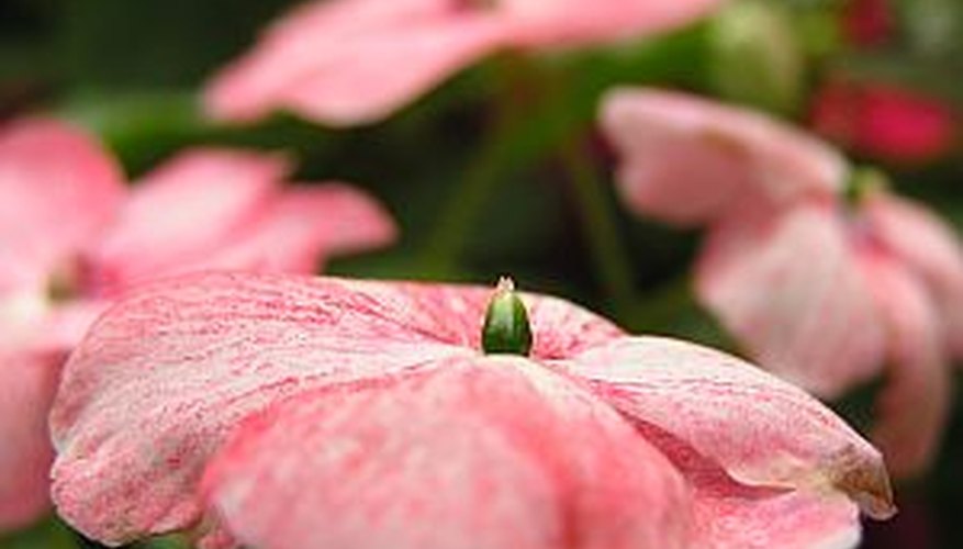 Propate impatiens plants quickly and easily in plain water. Propate impatiens plants quickly and easily in plain water.