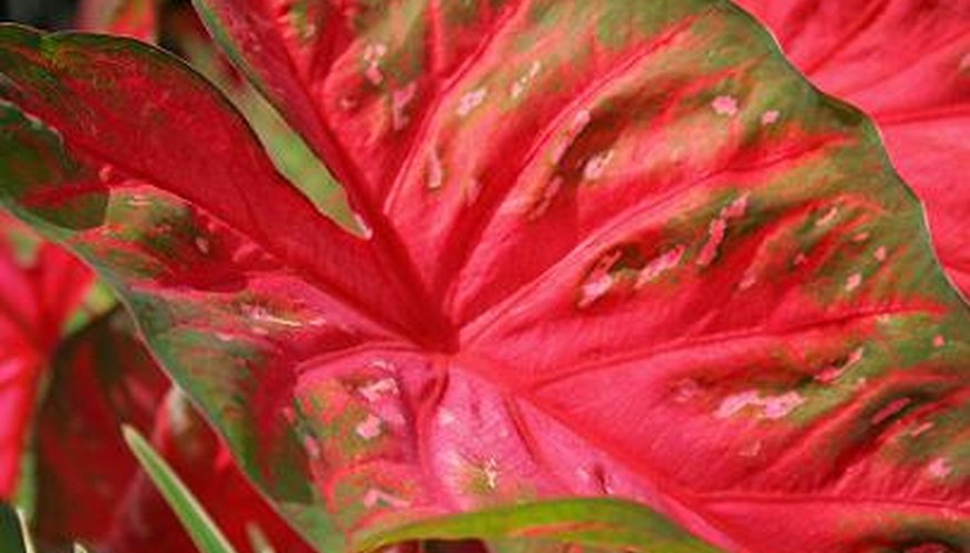 The colorful foliage of caladium. The colorful foliage of caladium.