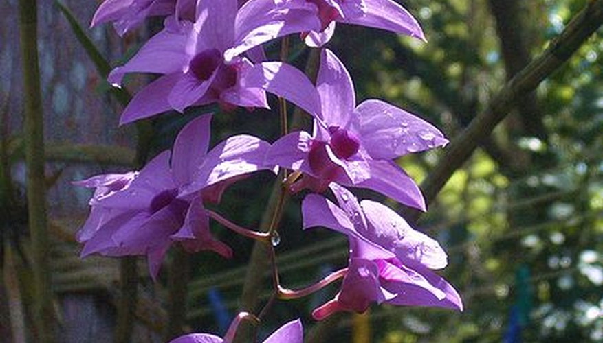 Dendrobium hybrid orchid in bloom Dendrobium hybrid orchid in bloom
