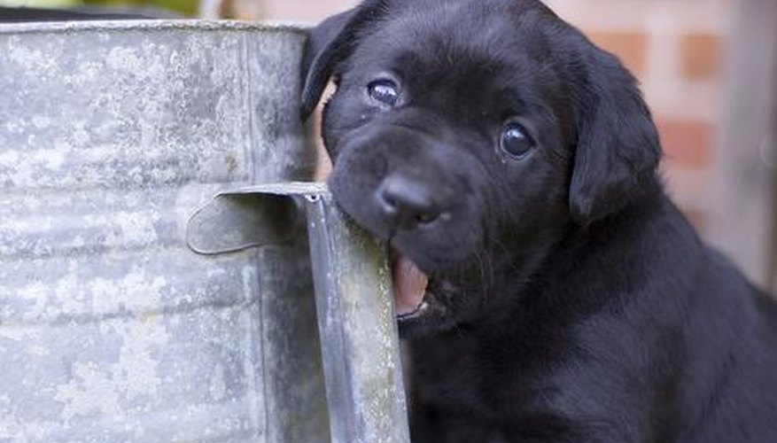 Most dogs will find something else to chew on besides your plants if you apply a distasteful spray or sprinkle of cayenne pepper to the leaves. Most dogs will find something else to chew on besides your plants if you apply a distasteful spray or sprinkle of cayenne pepper to the leaves.