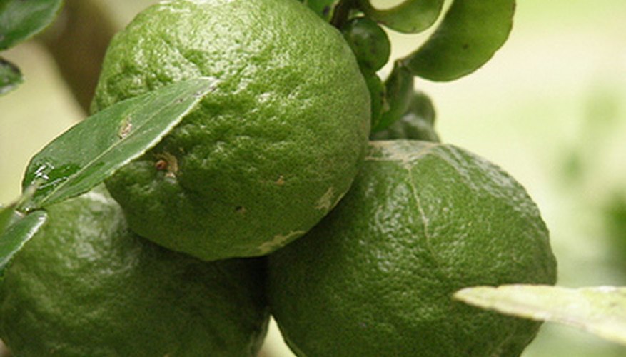 Kaffir lime fruit and leaves Kaffir lime fruit and leaves