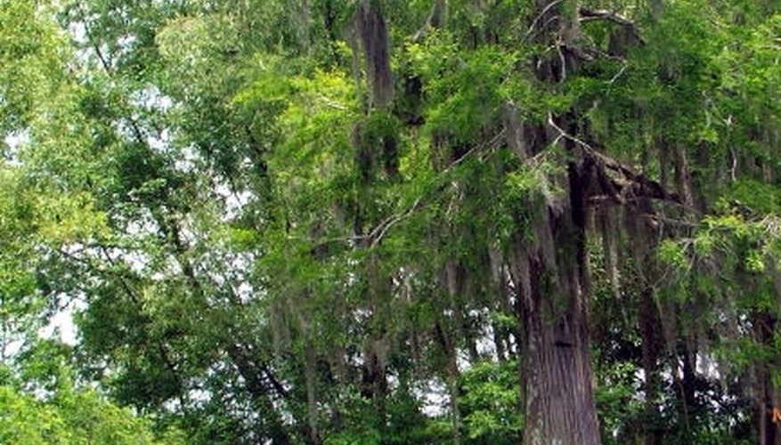 Baldcypress tree Baldcypress tree