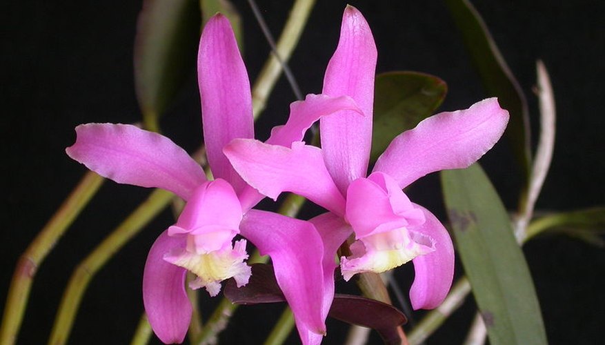 Cattleya 'kerii' orchid plant in bloom. Cattleya 'kerii' orchid plant in bloom.