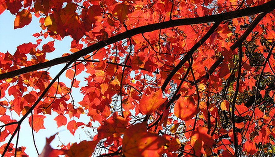 Red Maple Tree Red Maple Tree