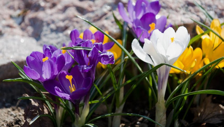 Fall bulbs bloom in spring. Fall bulbs bloom in spring.