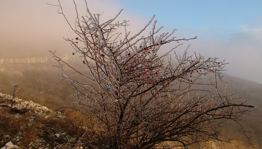Ice-covered shrub in winter Ice-covered shrub in winter