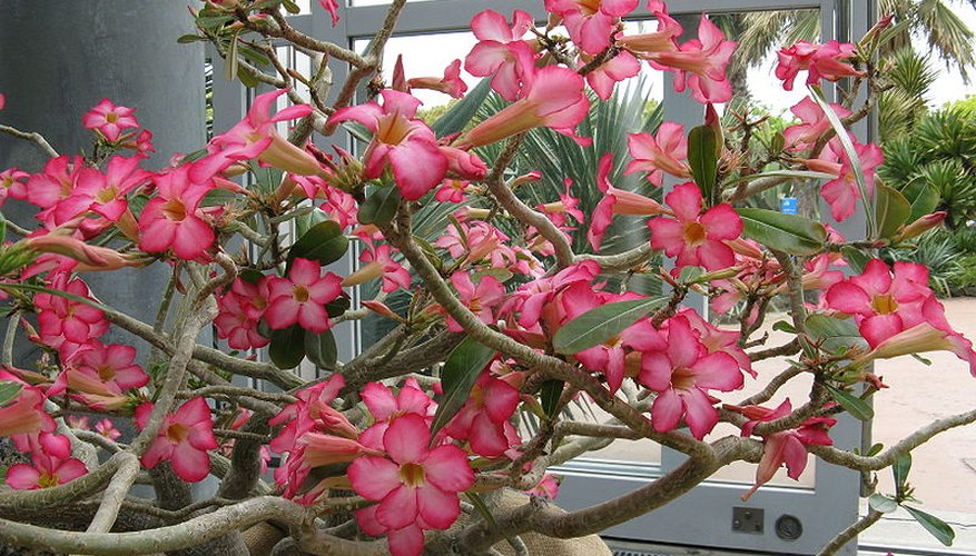Adenium obesum in full bloom Adenium obesum in full bloom