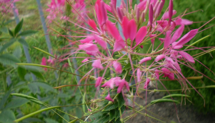 Cleome bloom Cleome bloom