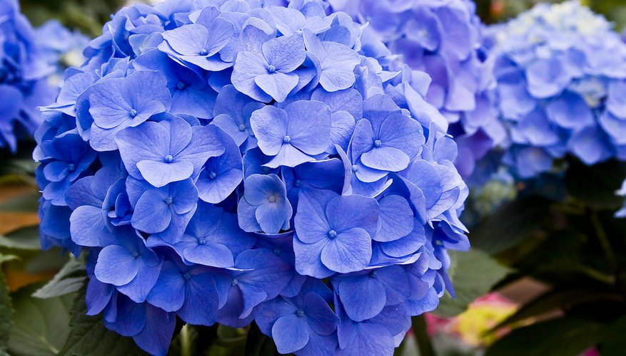 Blue hydrangea Blue hydrangea