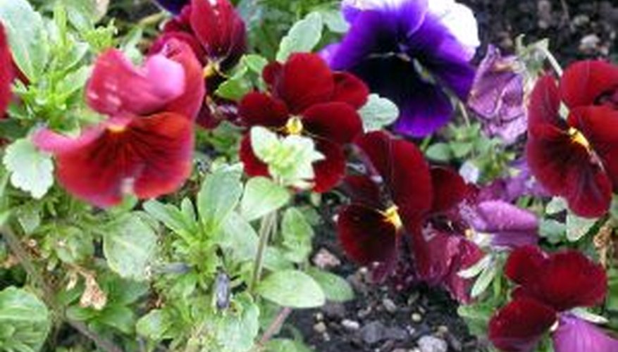 Encourage further blooming by pruning your pansies. Encourage further blooming by pruning your pansies.