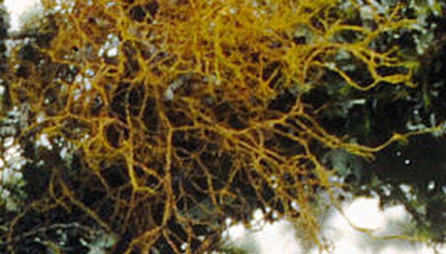 Wolf Lichen Wolf Lichen