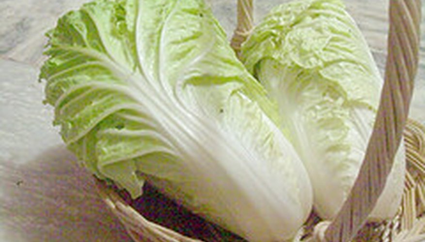 Chinese cabbage Chinese cabbage