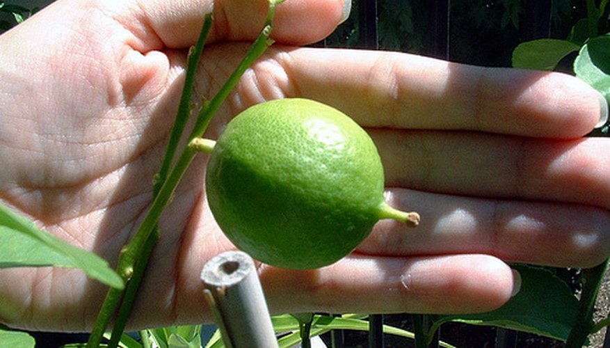Grow your own lime trees from seed. Grow your own lime trees from seed.