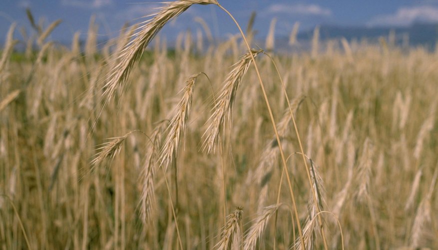 Cereal Rye Cereal Rye