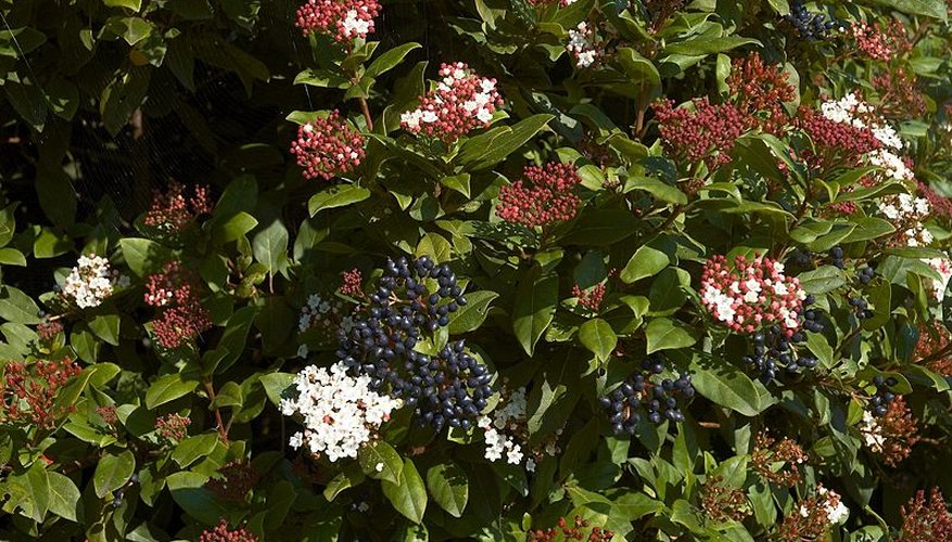Viburnum tinus in fruit and bloom. Viburnum tinus in fruit and bloom.