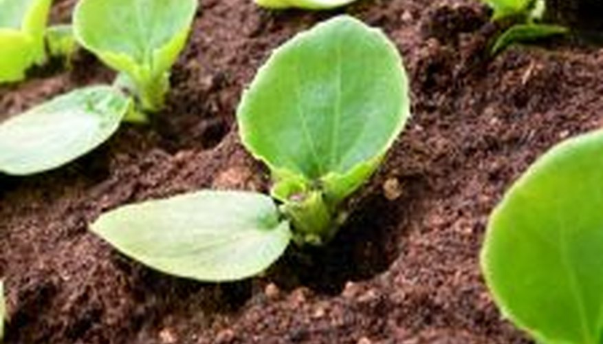 Space seeds in flats to avoid overcrowding when they sprout Space seeds in flats to avoid overcrowding when they sprout