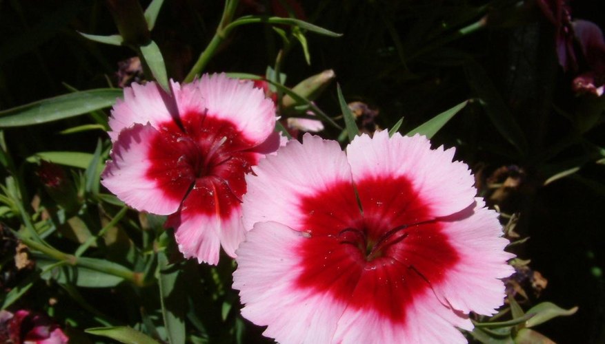 Sweet William flowers. Sweet William flowers.