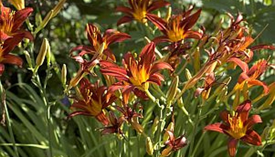 Split daylilies when they begin to show fewer blossoms Split daylilies when they begin to show fewer blossoms