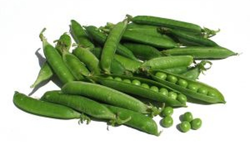 Garden peas are shelled and the pods are discarded. Garden peas are shelled and the pods are discarded.
