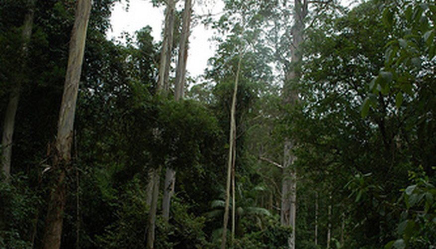 Eucalyptus trees thrive in warm climes and moist soil. Eucalyptus trees thrive in warm climes and moist soil.