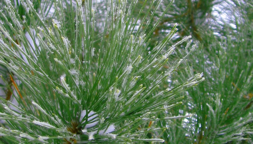 Eastern White Pine Eastern White Pine