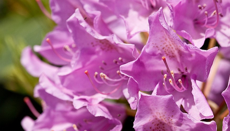 Rhododendron in bloom. Rhododendron in bloom.