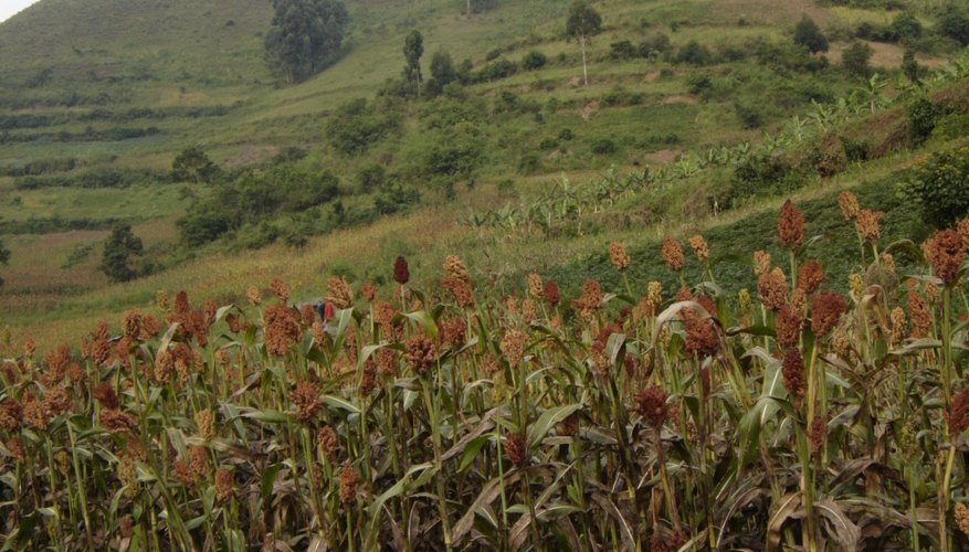 Sorghum can be grown as a grain or for molasses. Sorghum can be grown as a grain or for molasses.