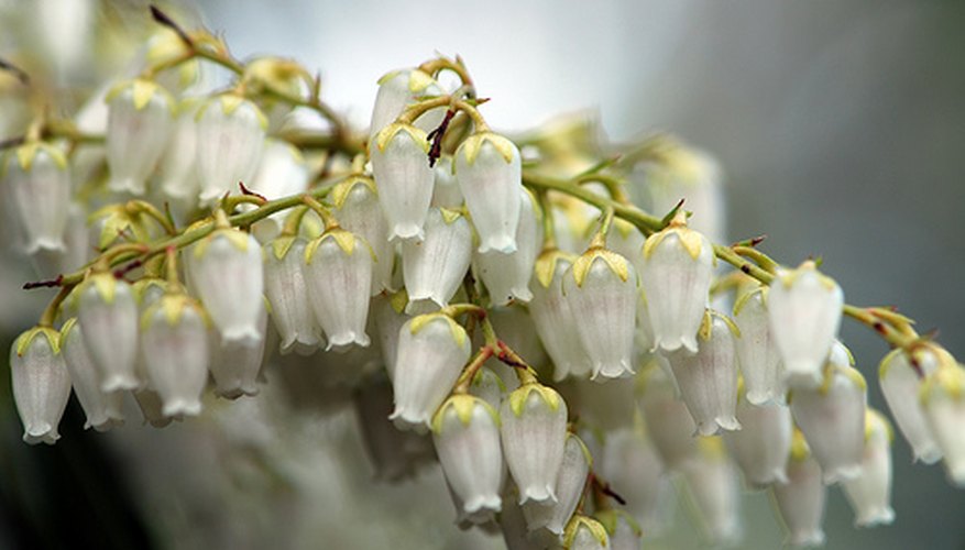 Bellflower Bellflower
