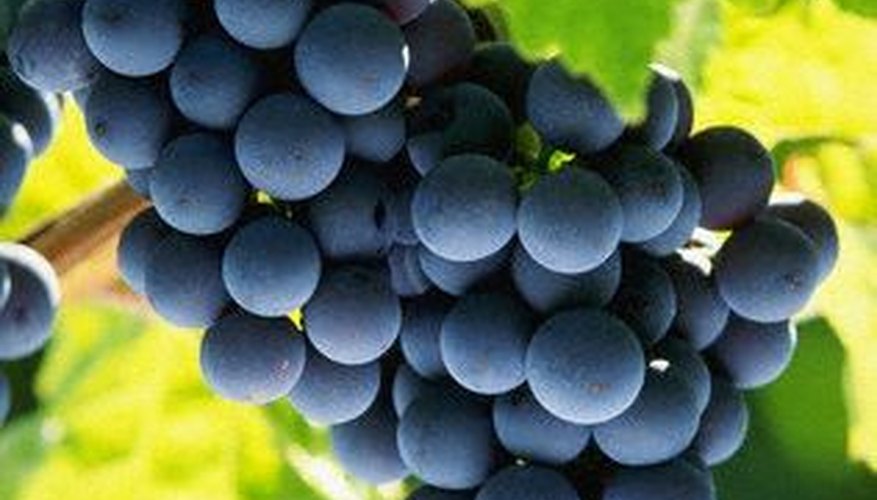 Grapes are easy to propagate Grapes are easy to propagate
