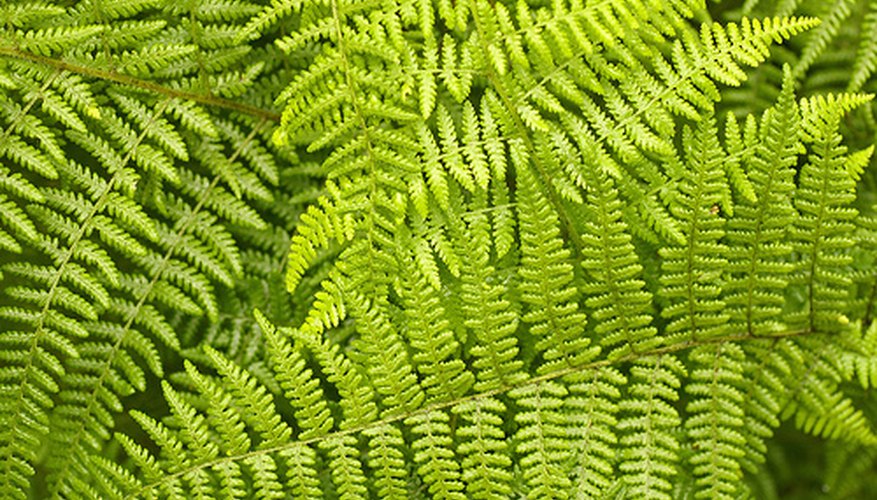 Lady Fern Lady Fern