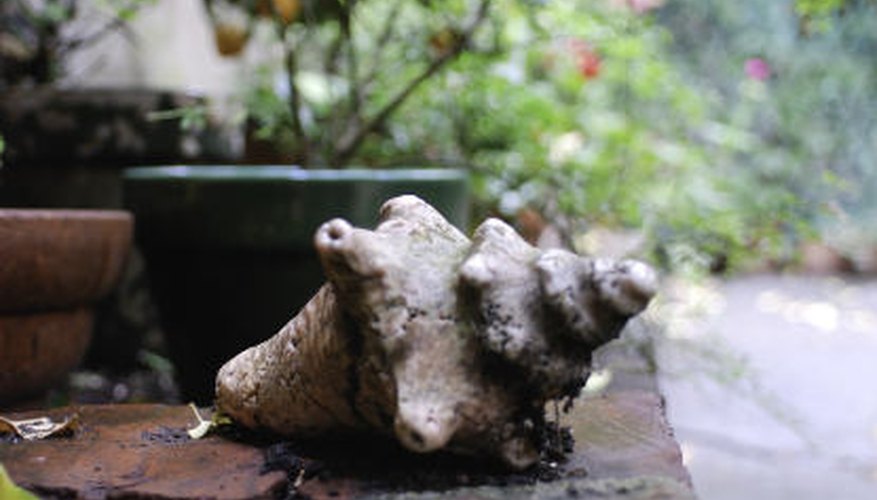 Prepare plants to move inside before nights cool. Prepare plants to move inside before nights cool.