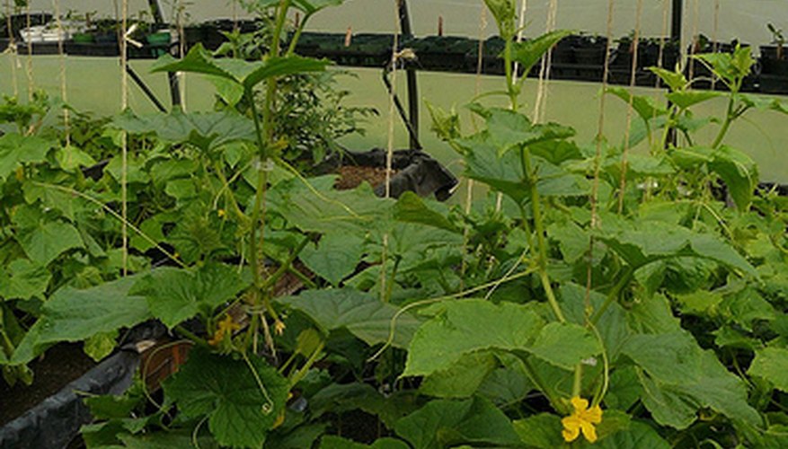 Cucumbers can grow well in a greenhouse. Cucumbers can grow well in a greenhouse.
