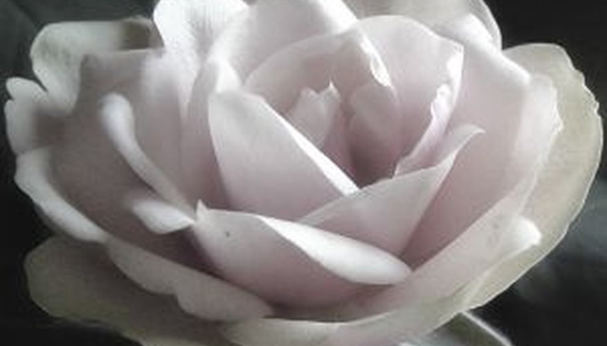Grow your own roses bush from cuttings. Grow your own roses bush from cuttings.