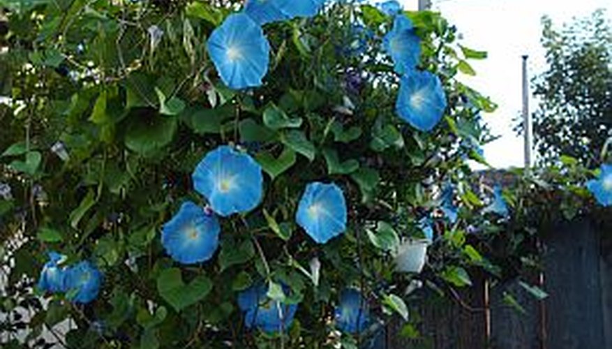 Start morning glory seeds indoors for a summer full of beautiful blossoms. Start morning glory seeds indoors for a summer full of beautiful blossoms.