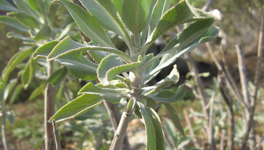 White sage White sage