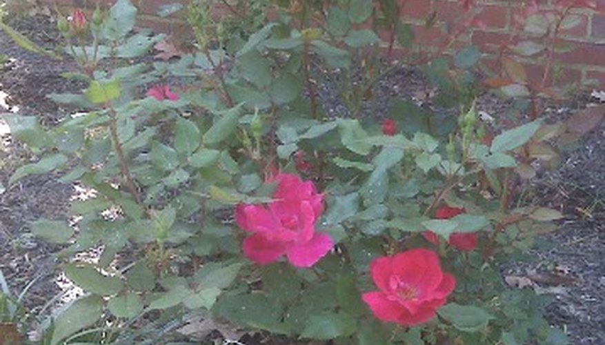 Double Knock Out Rose Double Knock Out Rose