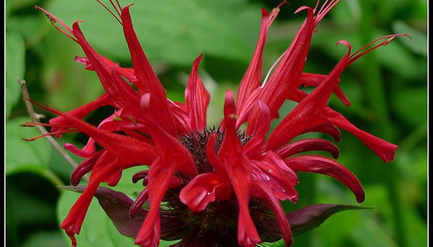 Scarlet bee balm has a peppery flavor and smell. Scarlet bee balm has a peppery flavor and smell.