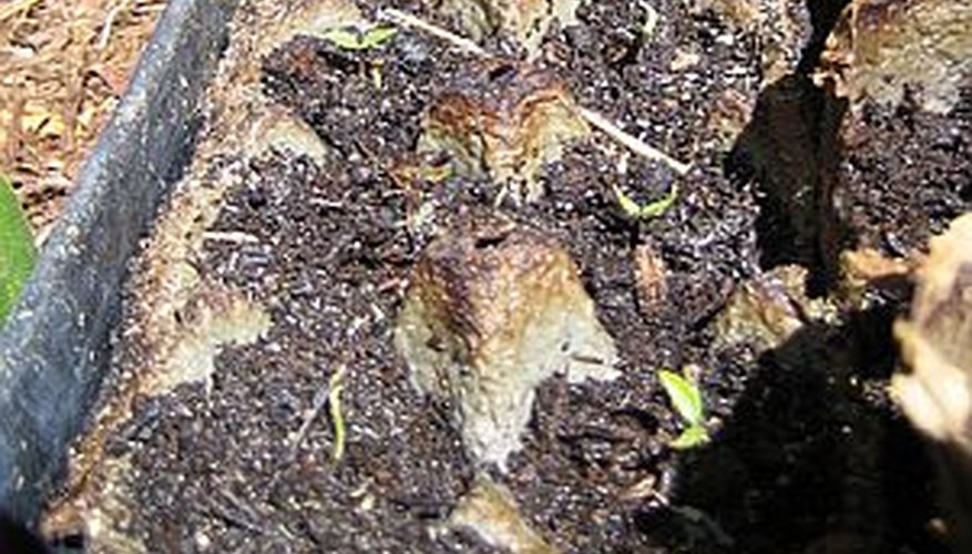 Plant seeds in egg cartons for an easy and inexpensive way to start seedlings indoors Plant seeds in egg cartons for an easy and inexpensive way to start seedlings indoors