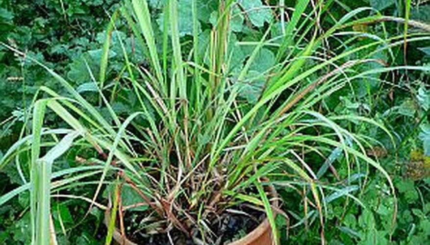 Thriving citronella plant Thriving citronella plant