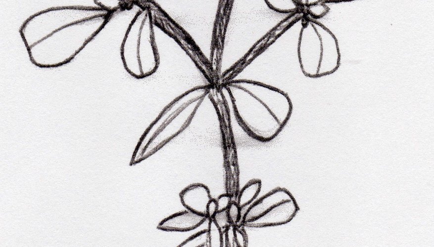 Purslane Purslane