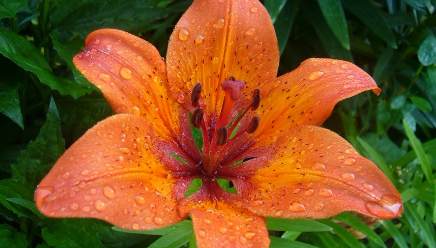 Lily in full bloom Lily in full bloom