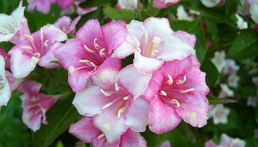 A weigela bush A weigela bush