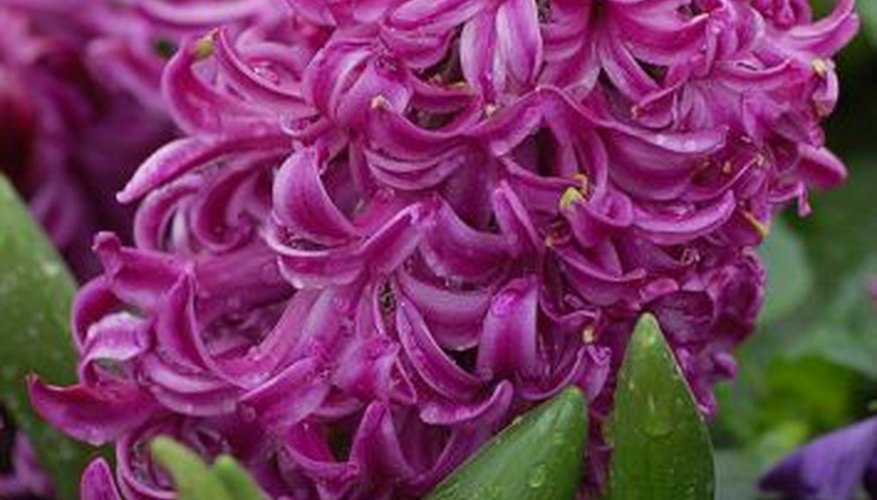Hyacinth Hyacinth