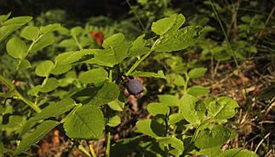 Prepare garden soil for blueberry plants to ensure healthy and fruitful plants Prepare garden soil for blueberry plants to ensure healthy and fruitful plants