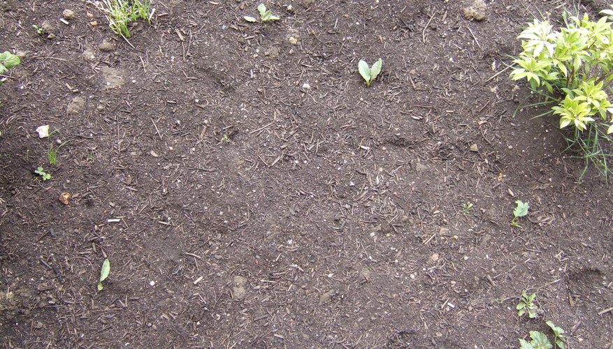 Prepared garden soil Prepared garden soil