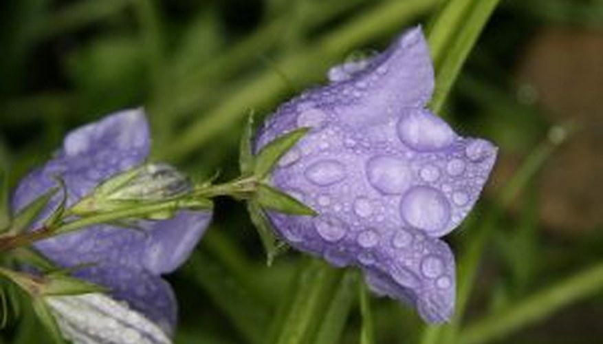 Bellflowers Bellflowers